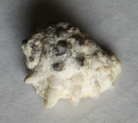 Drupa elegans, Broderip & Sowerby, 1829